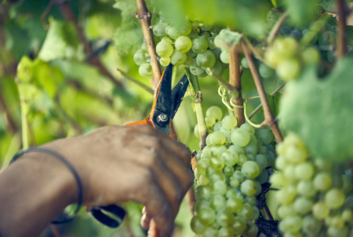 Sonomaceuticals upcycles Chardonnay pomace into health benefits