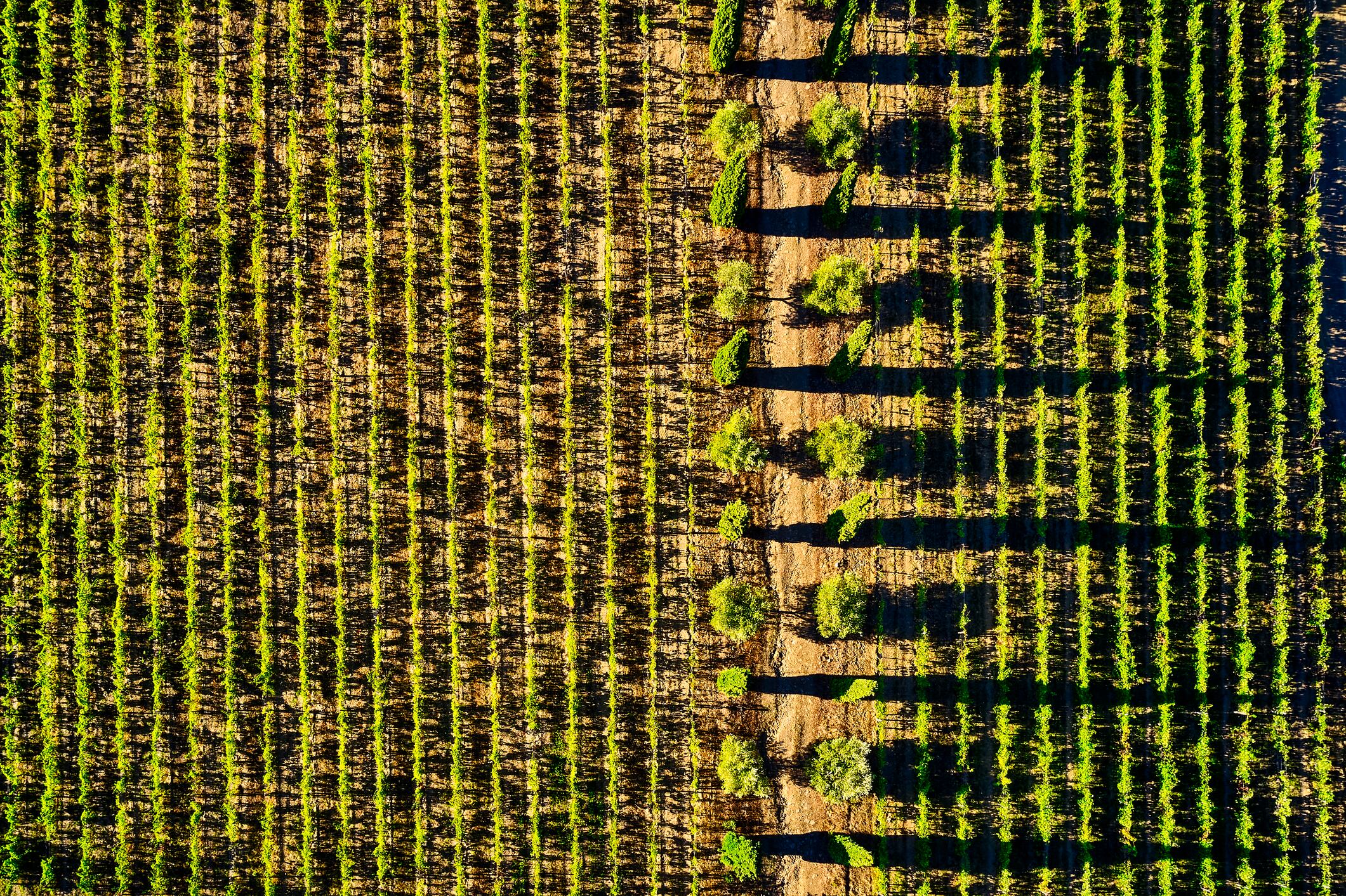 Data-driven viticulture is ‘essential’ amid the threats of climate change, believes Italian start-up Prospecto.
