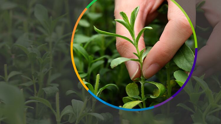 Stevia Edge-M for the Best Taste and Performance