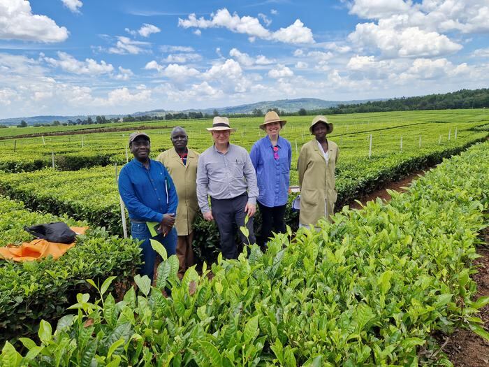 Tea giant begins climate change mitigation and resilience field trials