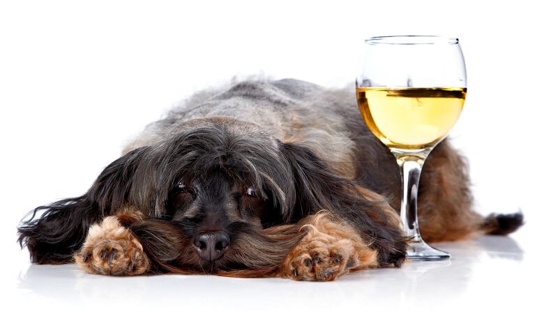Wine-study-28-of-Brits-think-terroir-is-a-breed-of-dog.jpg