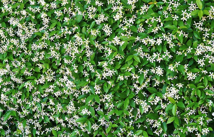 jasmine-getty-dualfreedom.jpg