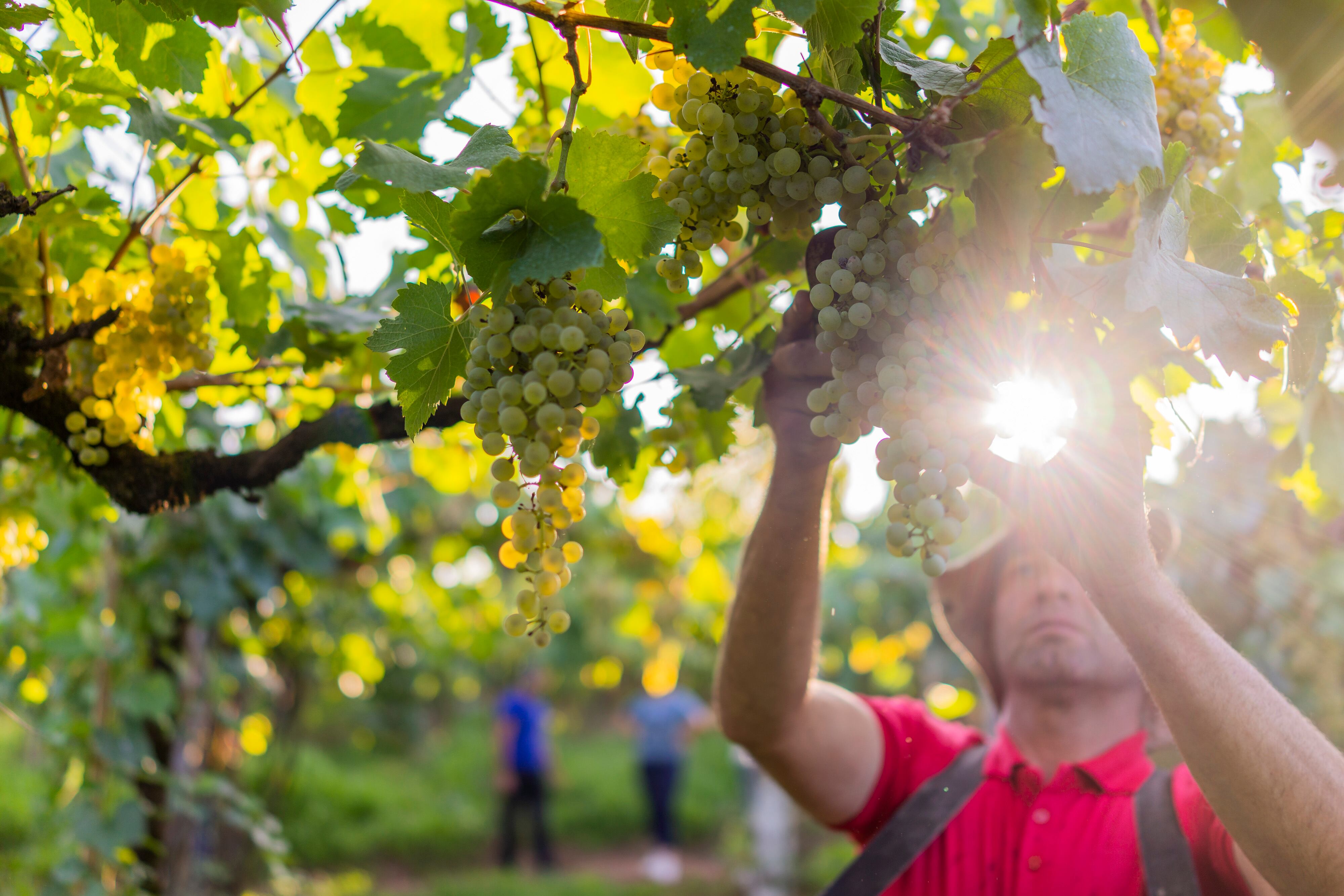 Brazil-wine-Garibaldi.jpg