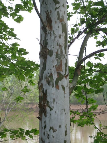 sycamore.jpg