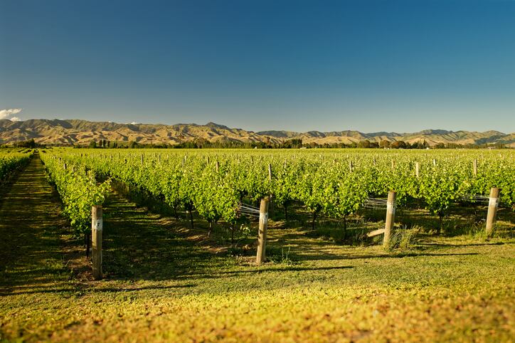 New-Zealand-wine-exports-reach-record-2bn.jpg