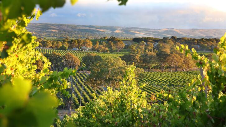 ‘Challenging season’ results in smallest Australian winegrape vintage in a generation