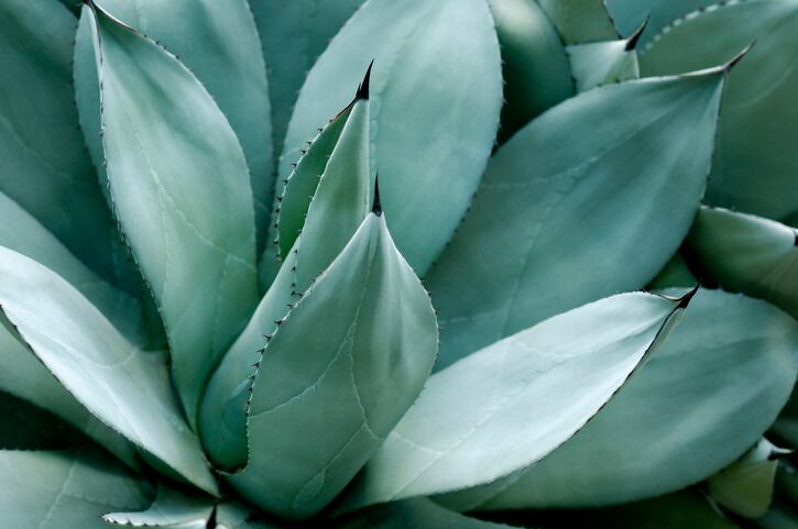 Tequila-threats-and-agave-alternatives.jpg