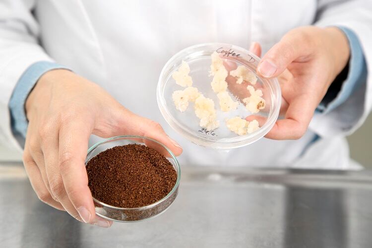 Cell-cultured-coffee-developed-in-Europe-We-have-proved-lab-grown-coffee-can-be-a-reality.jpg