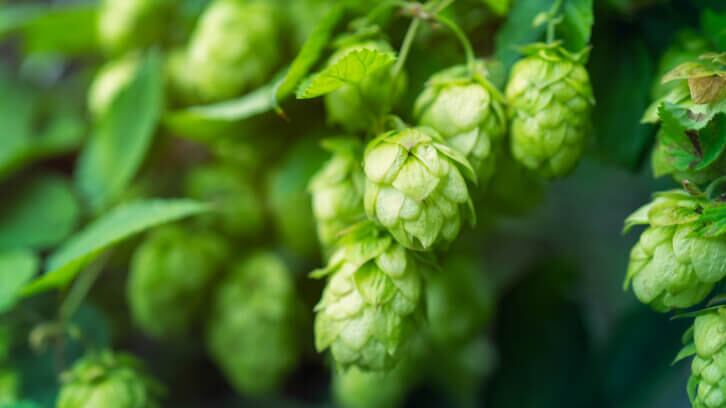 Health and sustainability are top-of-mind for UK beer drinkers