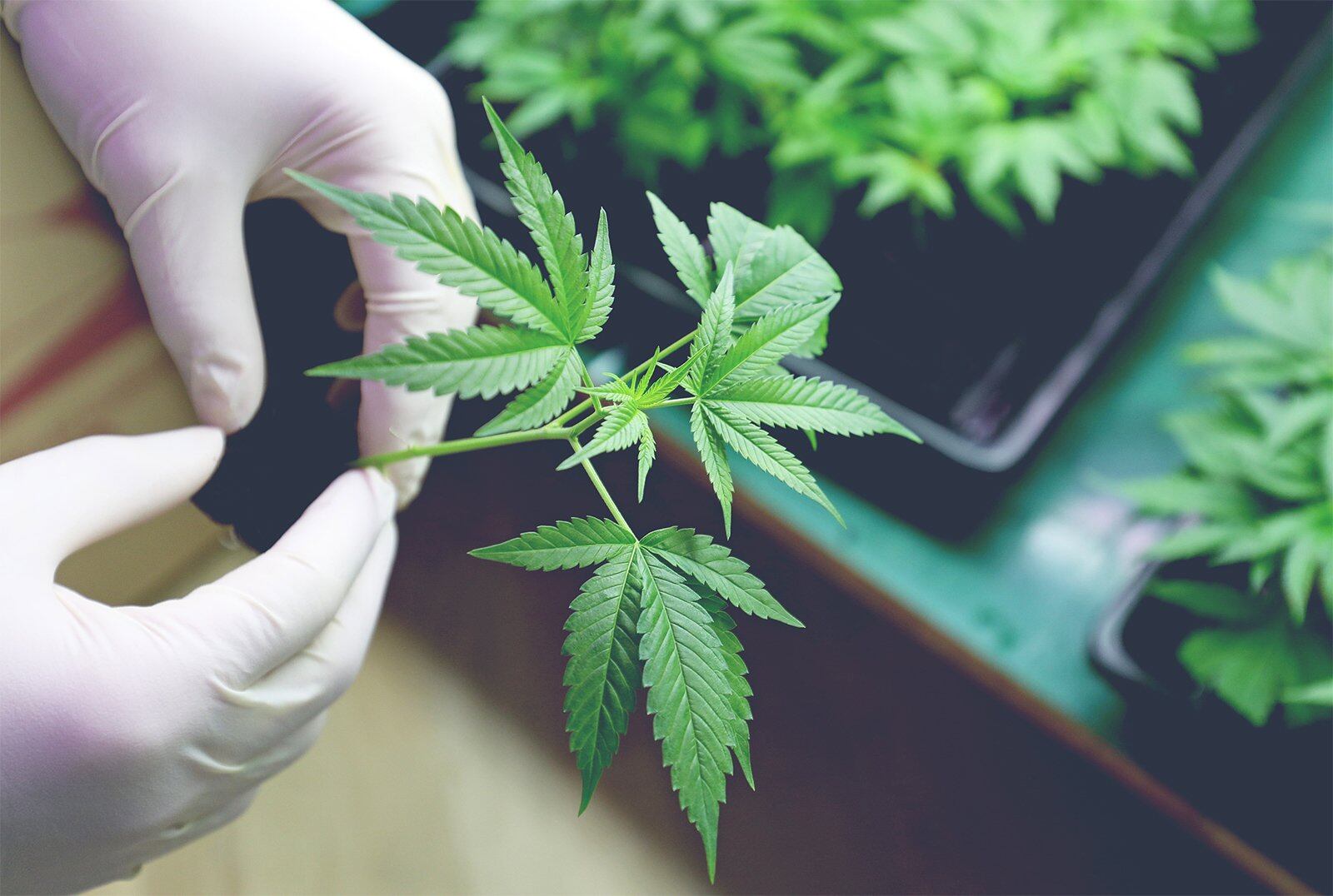 Applied DNA moves ahead with forensic tracking of cannabis with TheraCann