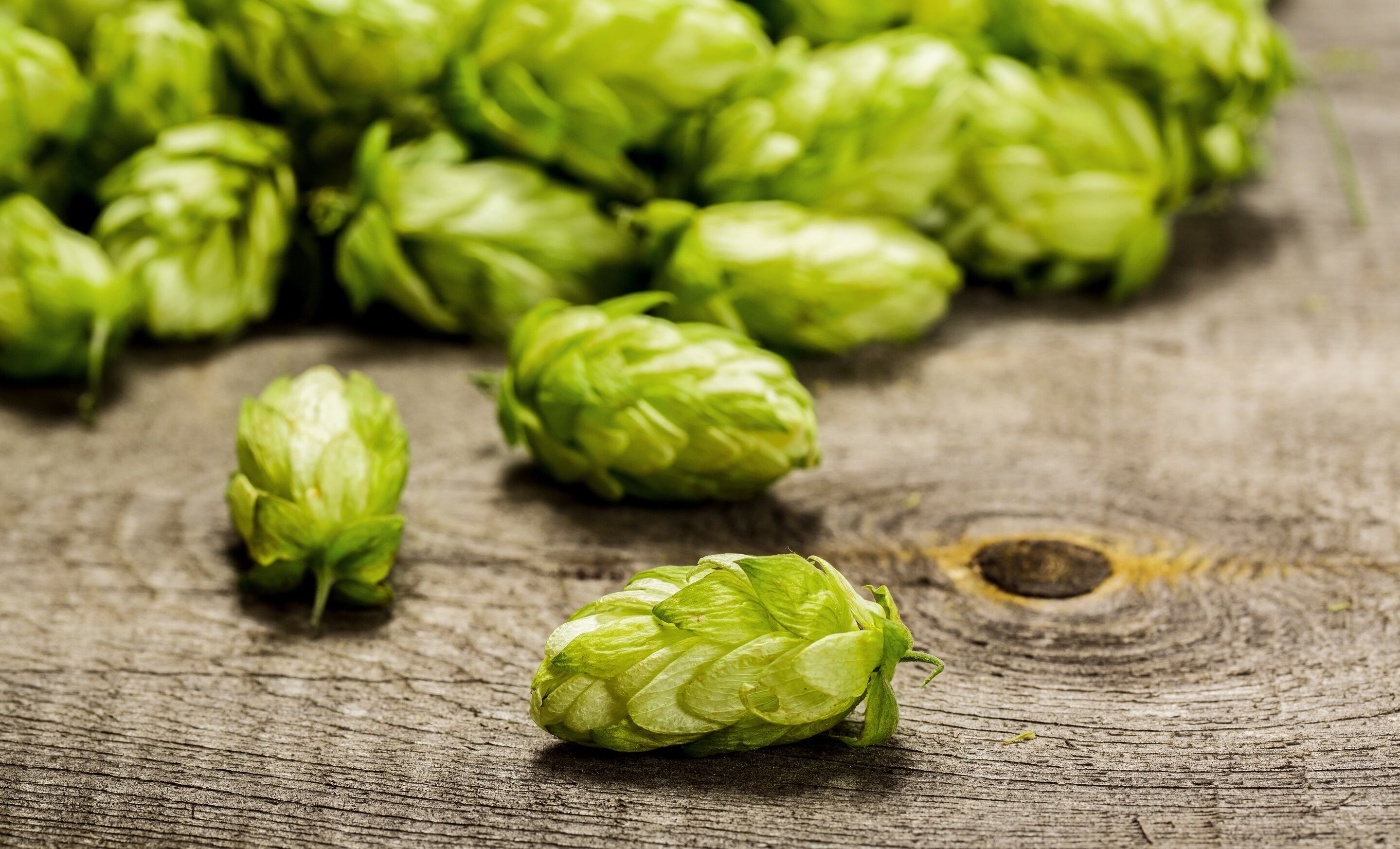 hops-getty-jeka1984.jpg