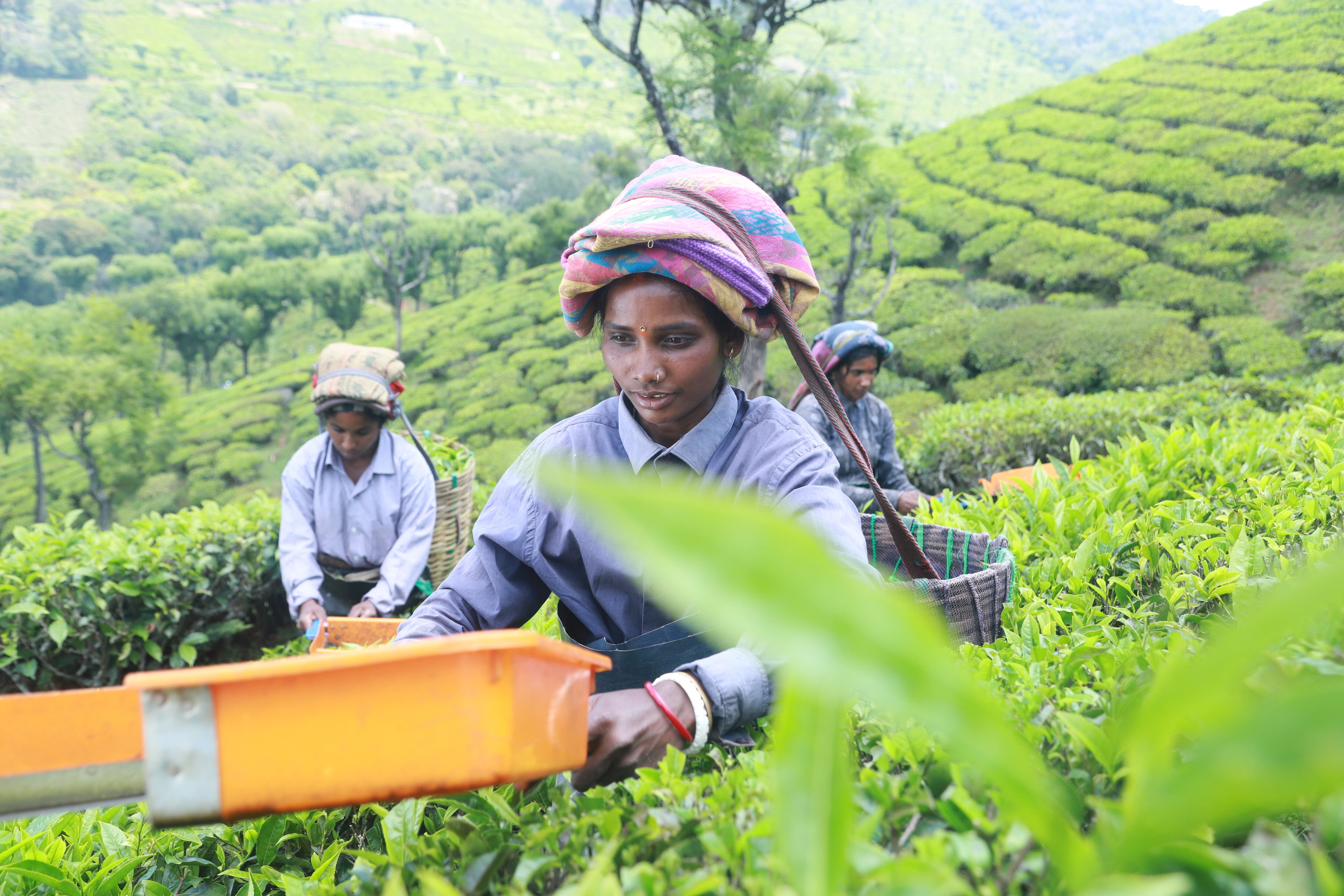 Tea pickers are often women
