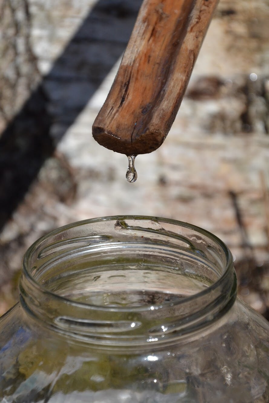 birch-sap-collecting.jpg