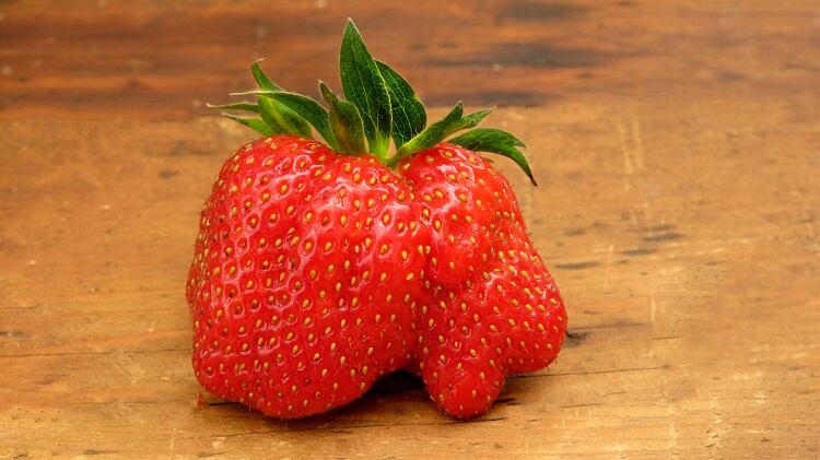 wonky-fruit-Gill-Copeland.jpg