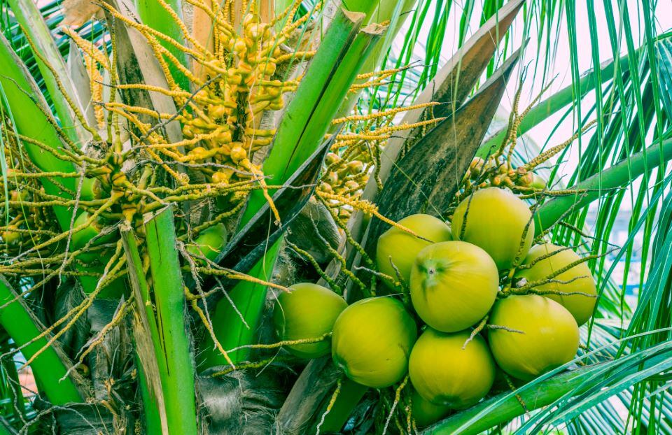 Methanol-spiked coconut liquor causes mass poisoning in Philippines