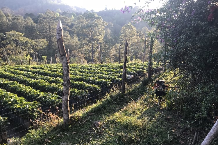 Biodynamic farming spreads to coffee