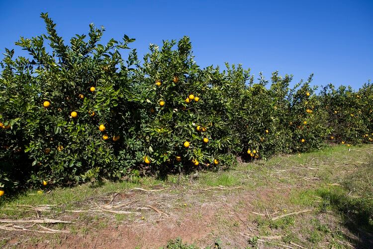orange-Renata-Angerami.jpg