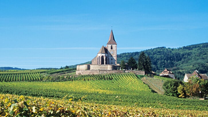 Organic winegrowing in France ‘a very positive trend’