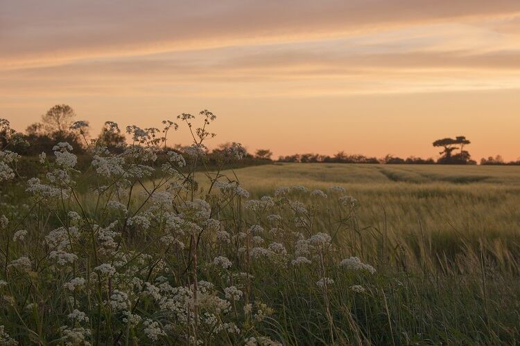 hedgerow-barley-coastalrunner.jpg