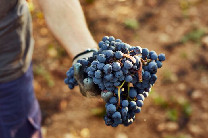 Georgian-wine-exports-to-the-US-up-7-in-2022.jpg