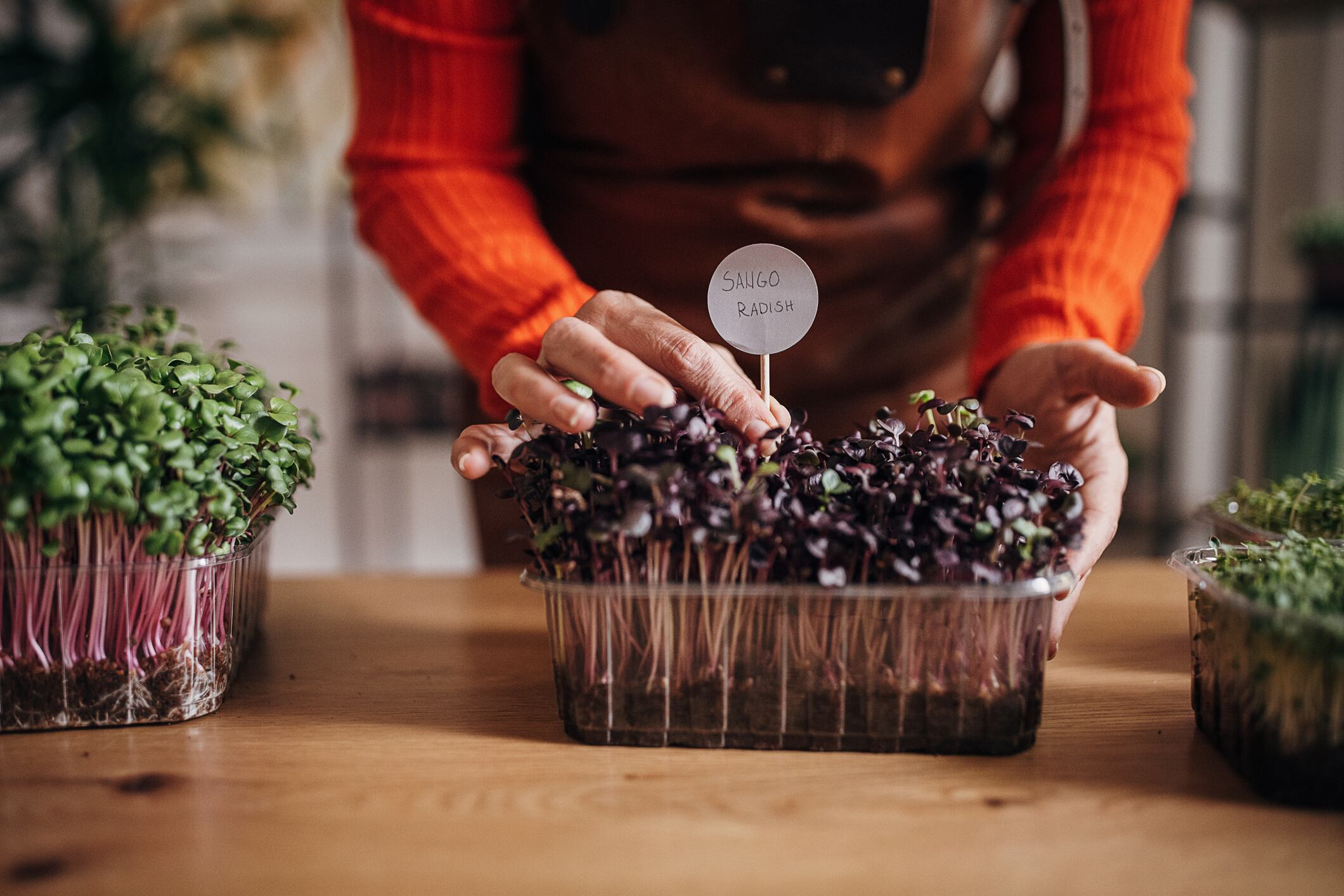 One woman, woman sticking name in Sango radish pea sprouts in plastic pot on wooden table.