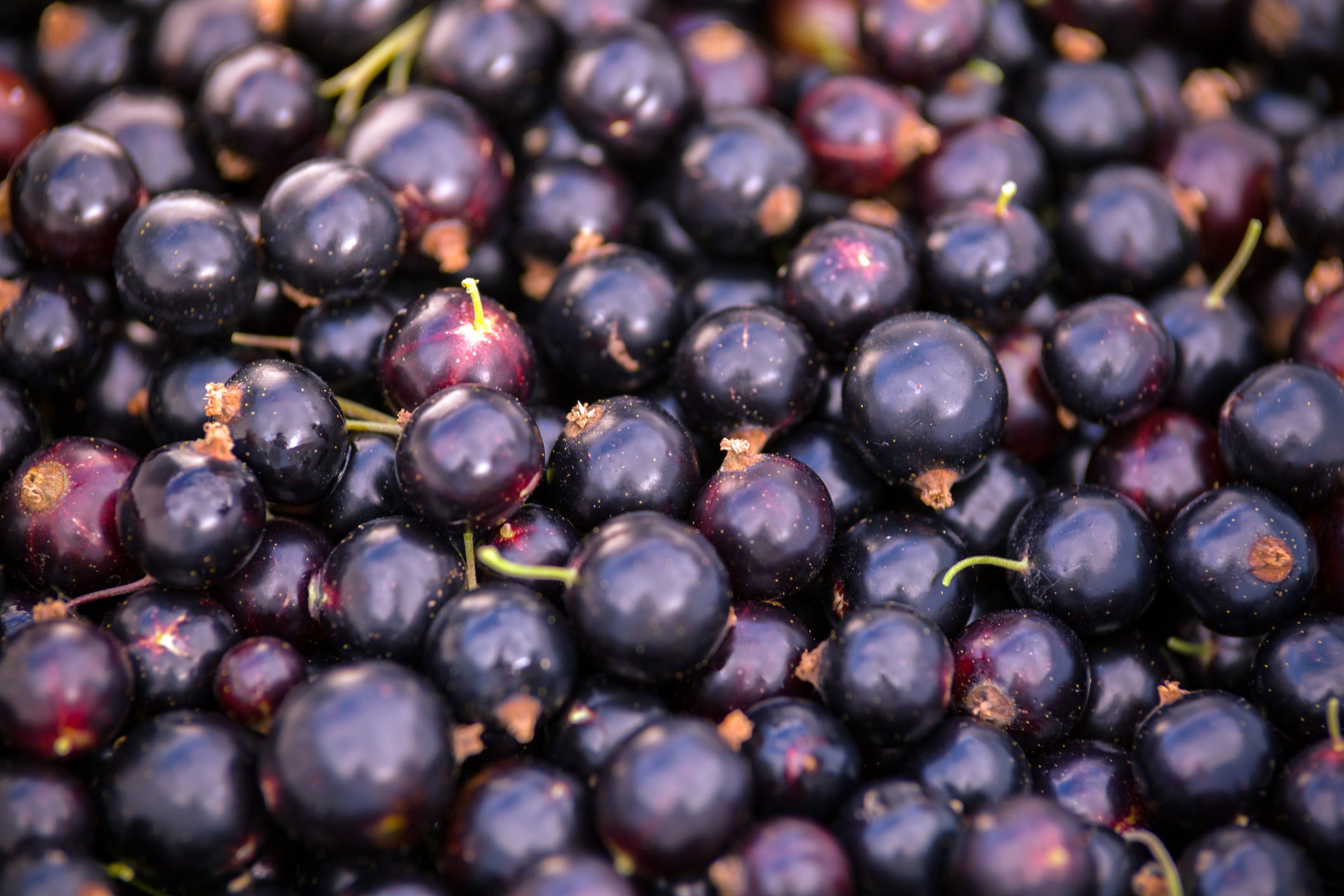 Ribena owner invests in search for climate-resilient blackcurrant varieties