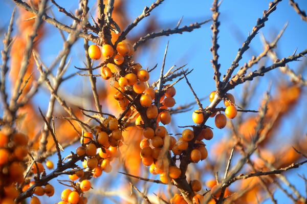 Sea-Buckthorn.png