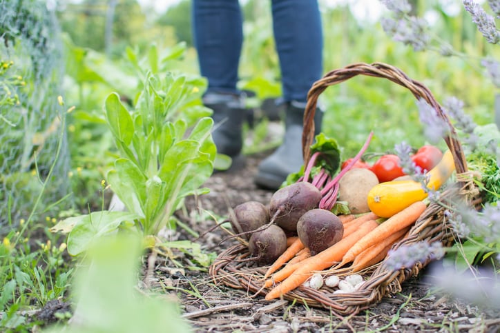 How collaborative urban farming allowed a French winemaker to rethink its business model