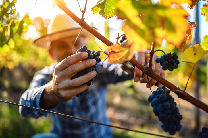 The UK organic wine market is rapidly growing - and here’s what lies ahead