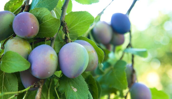 From gin to nutrition: New Zealand’s plum-gin maker receives cash tonic to fund nutrition research