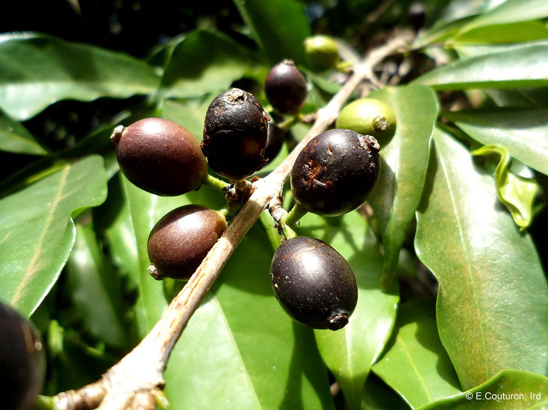 CIRAD-C.-stenophylla-G.-Don_Ivory-coast-C-E.-Couturon-IRD-1.jpg