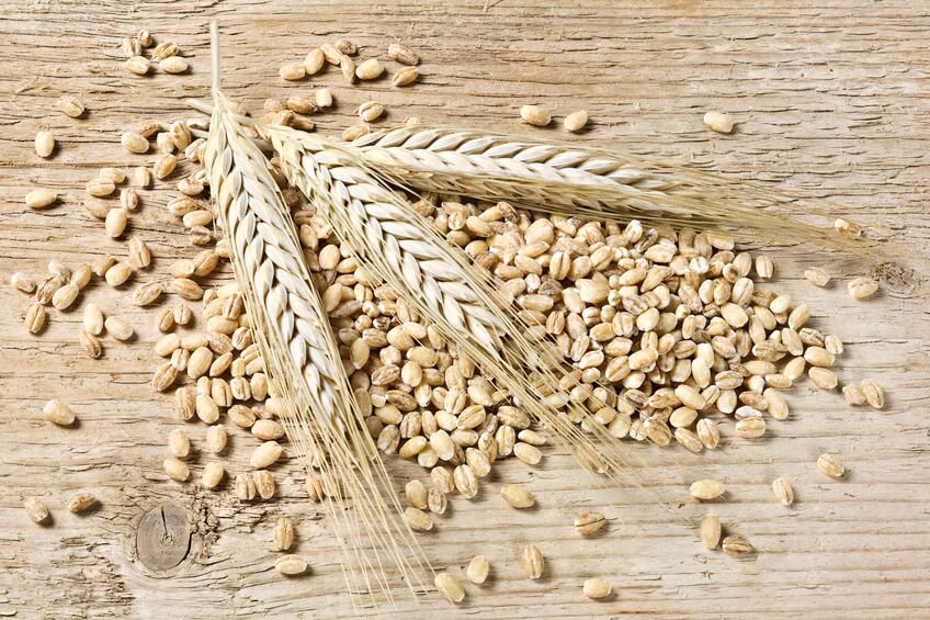 maceofoto-barley.jpg