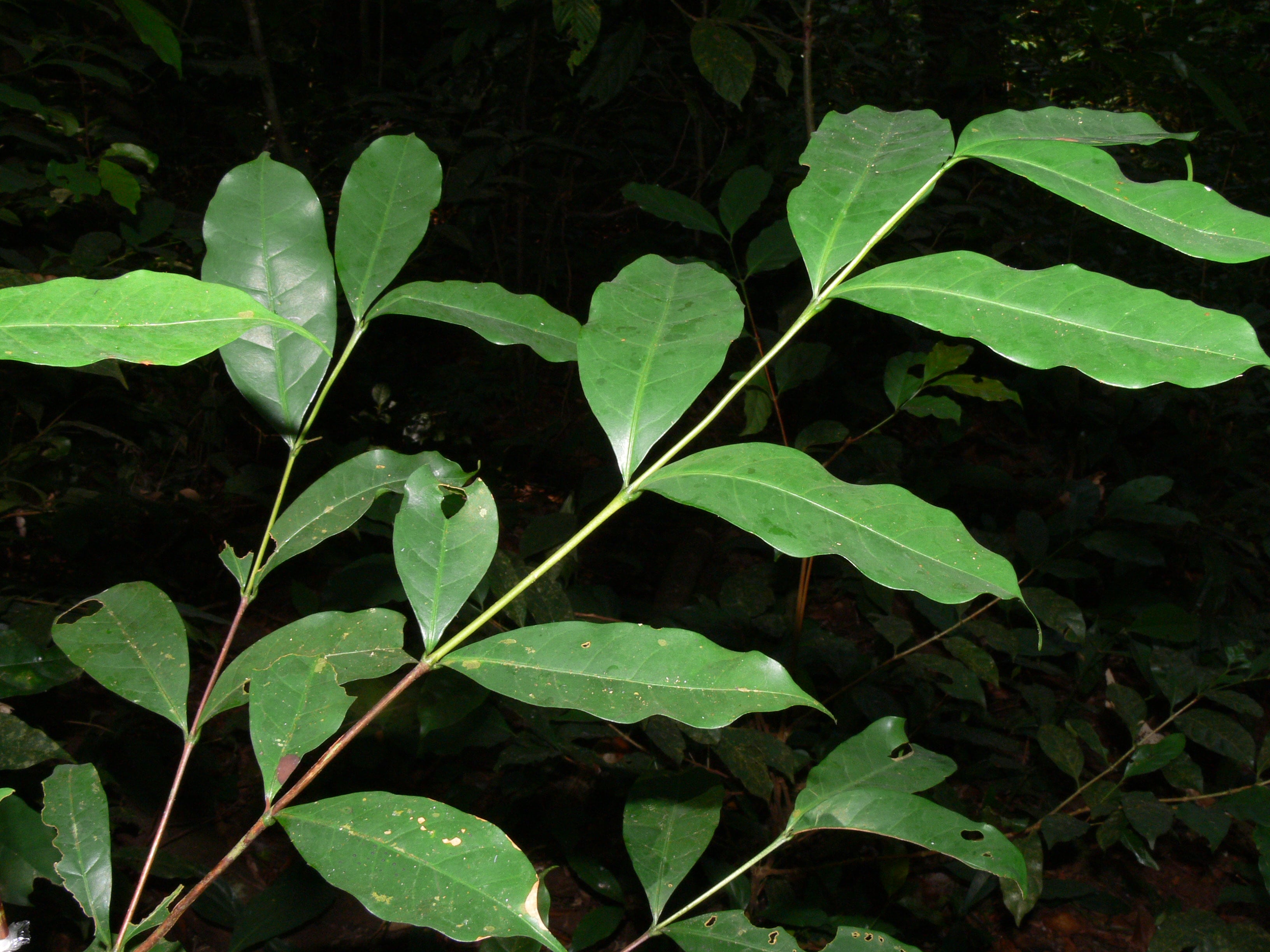 The-Highland-Coffee-of-Sierra-Leone-Coffea-stenophylla-.-Image_Aaron-Davis-RBG-Kew.-1.jpg