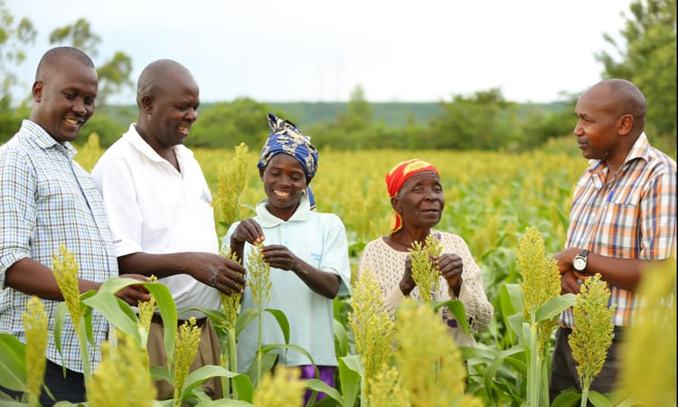 Diageo launches innovation fund to mitigate climate change in African smallholder farms