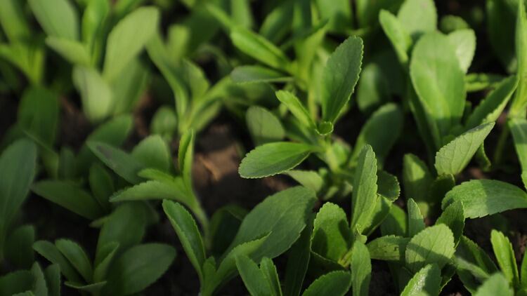 Tate-Lyle-stevia-close-up.jpg