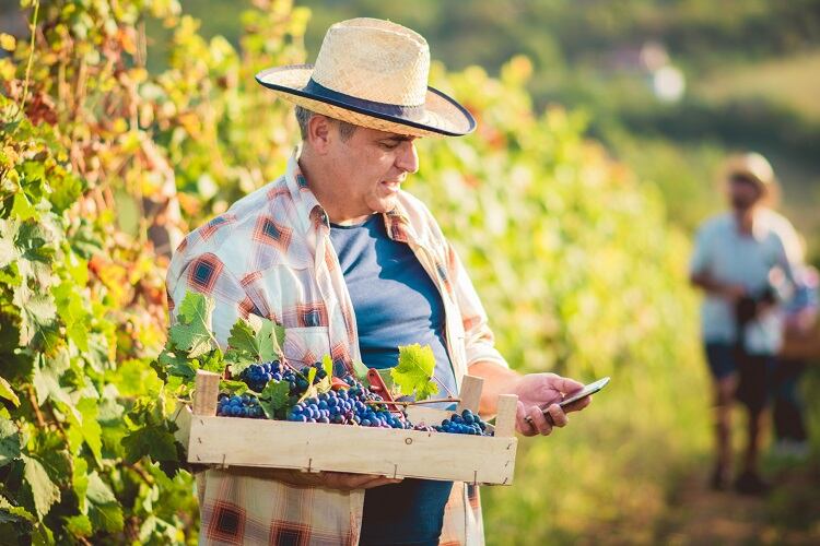 'Hot and stressed' grapes: Start-up helps winemakers survive climate change with AI and satellite tech 