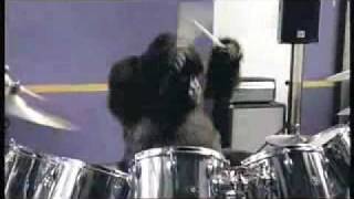 drumming-gorilla.jpg