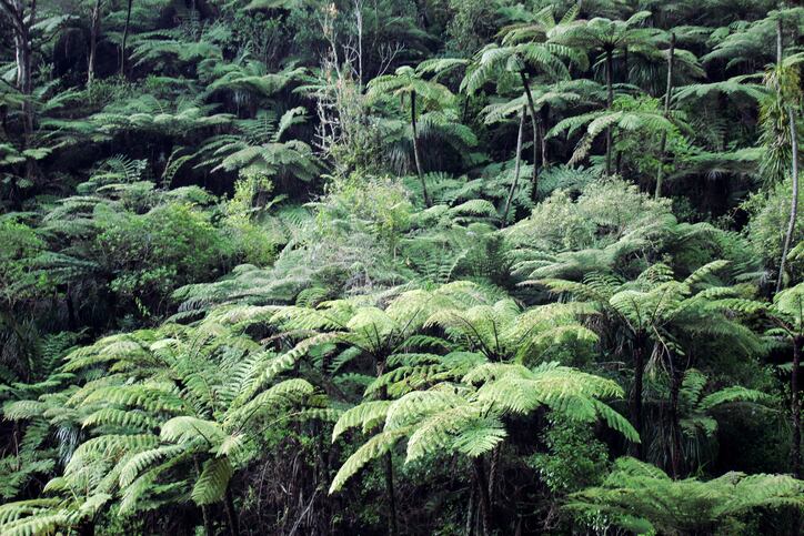 Steinlager is now carbon zero: ‘10% of New Zealand’s beer market has gone carbon zero overnight’