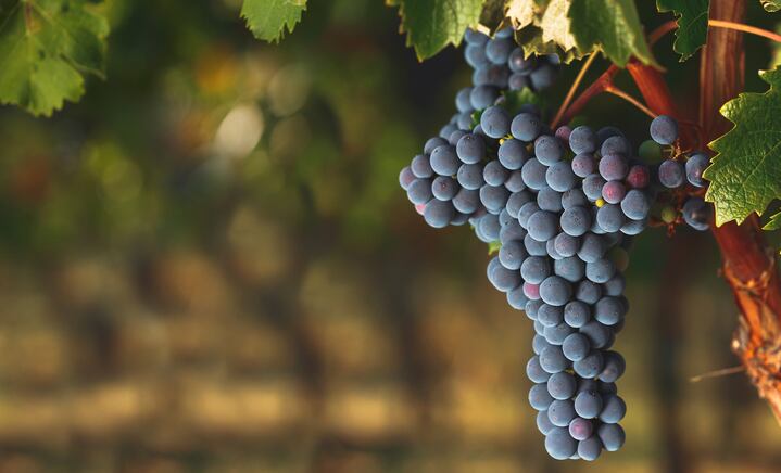 cabernet-sauvignon-getty-sstatic.jpg