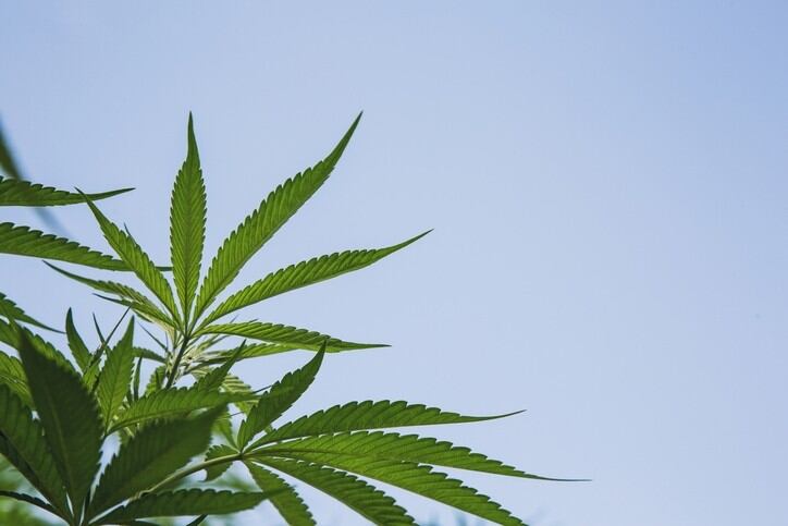 Molson Coors exits CBD market in the US
