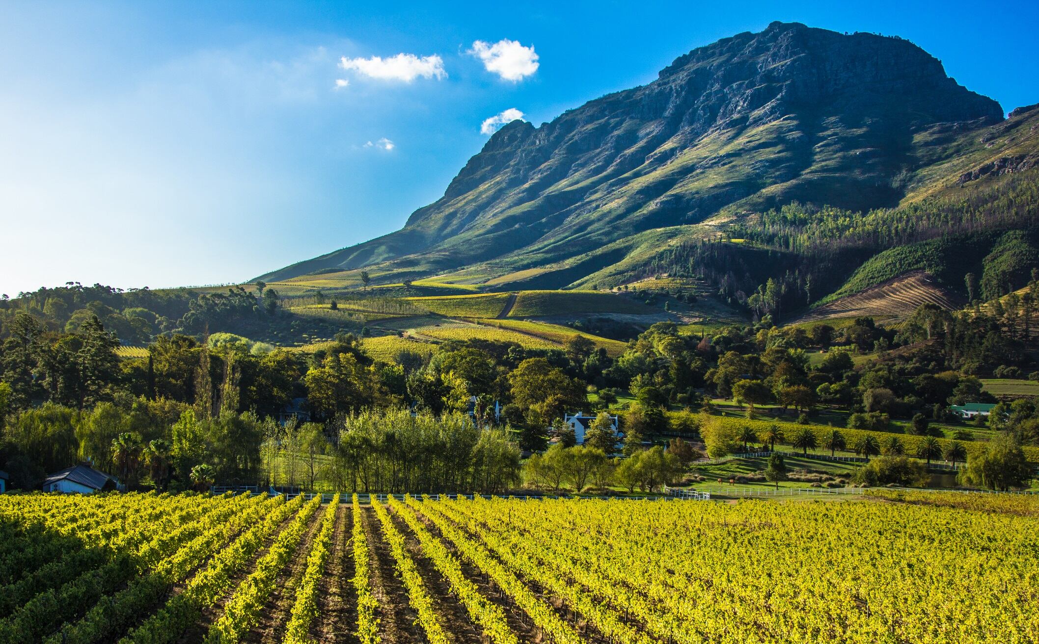 South African wine harvest: Winemakers see promising results despite low yields