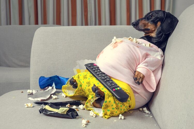 fat-dog-Irina-Mescheryakova.jpg