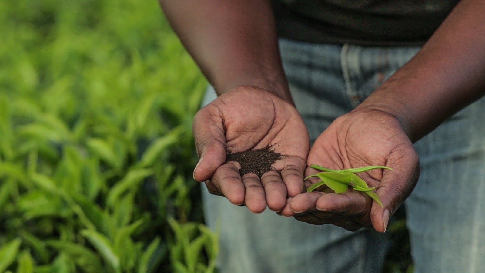 Shaping Rwanda's tea industry to withstand climate change