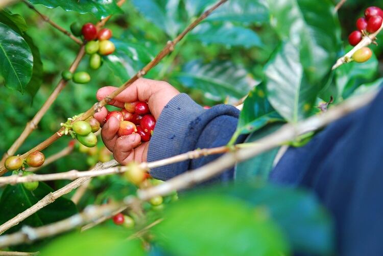 ‘There’s a problem in every supply chain’: How drinks start-ups are building ethics and sustainability into ingredients sourcing
