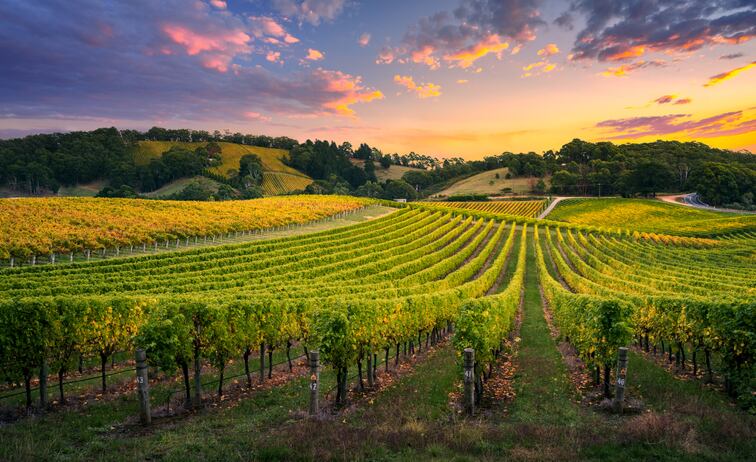 Australia-s-wine-export-strategy-premium-products-Asia-hubs-and-innovation.jpg