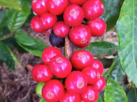 KonaRed-coffee-fruit.jpg