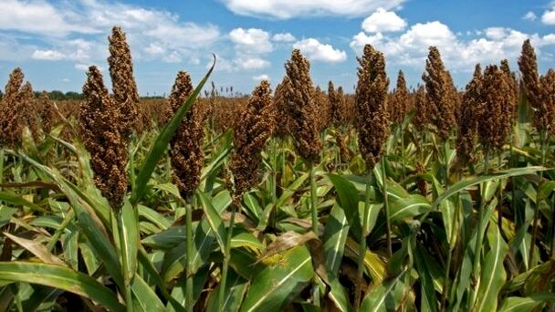 Sorghum.jpg