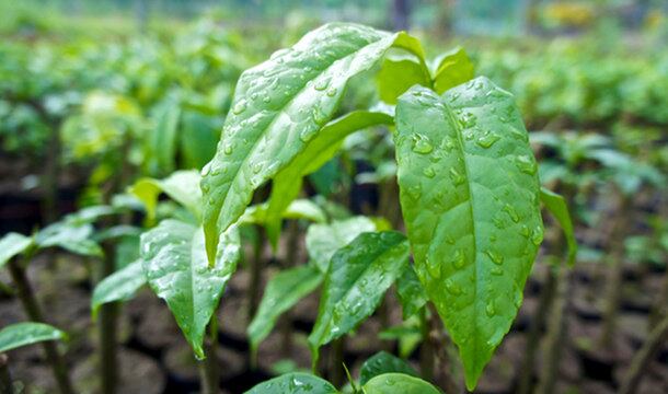 Guayusa-leaf.jpg