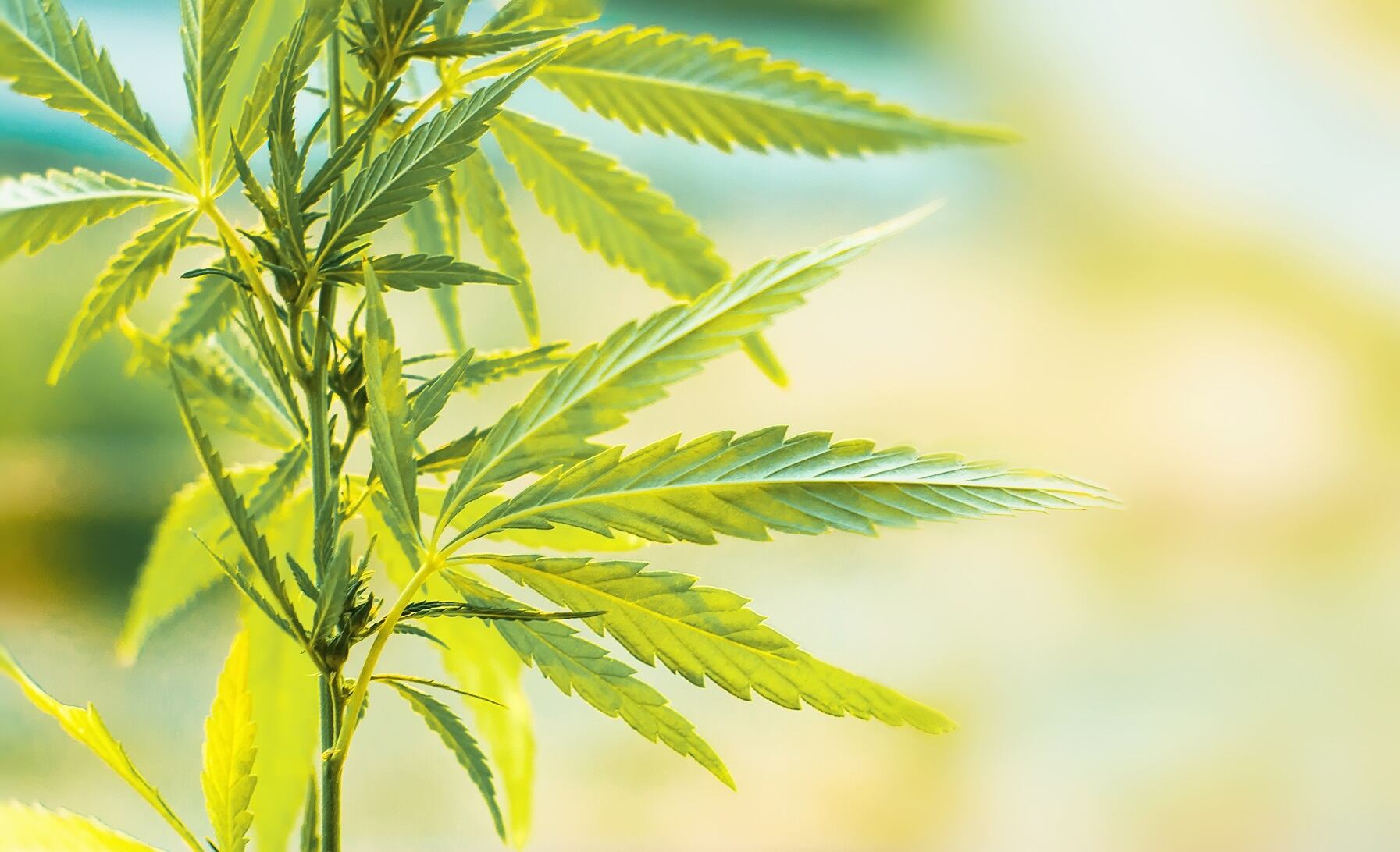 AB InBev to launch its CBD-infused beverages in Canada in December