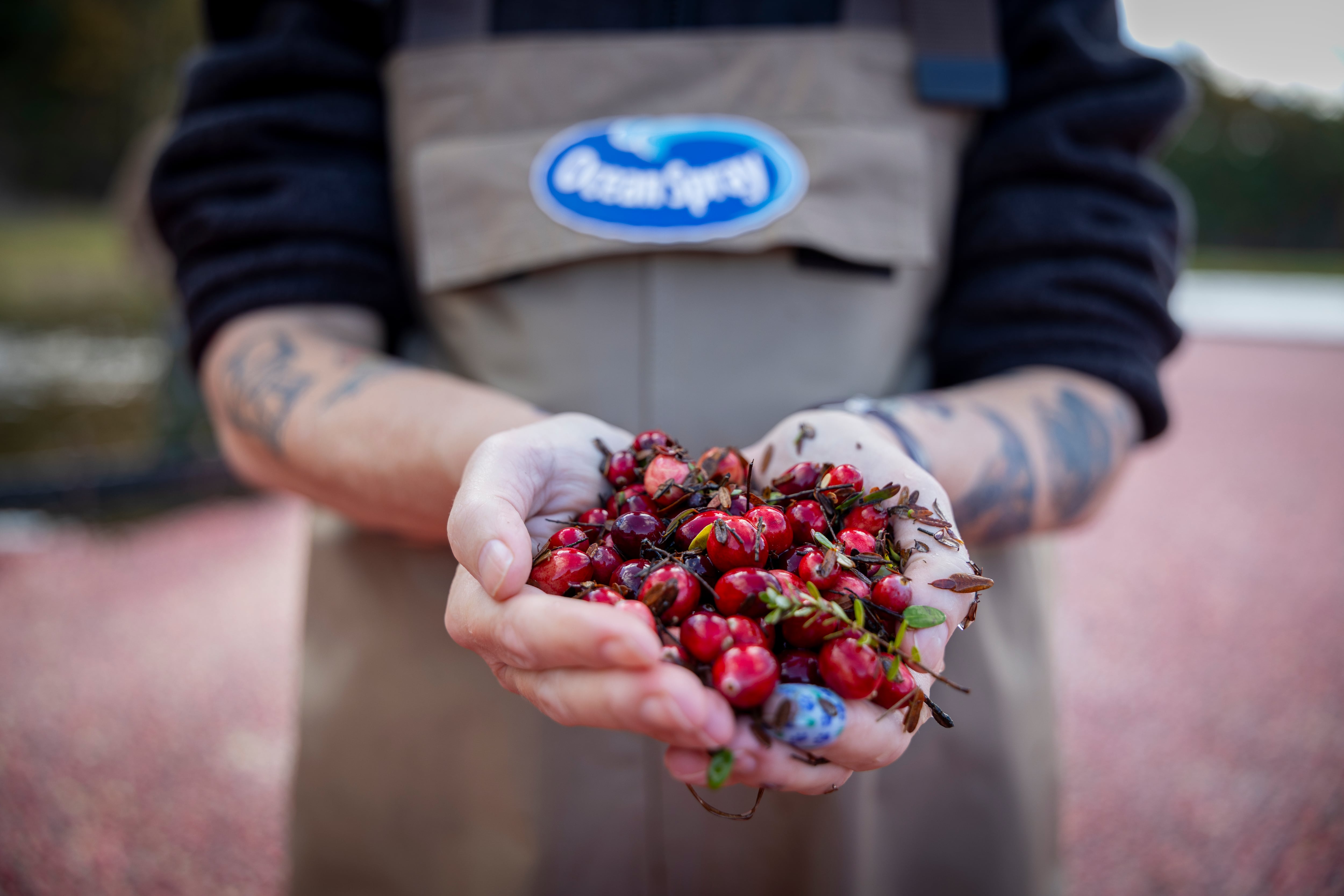 About a fifth to a quarter of the entire US crop each year comes out of the state where the US cranberry industry was conceived.